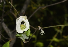 Cornus florida urbiniana