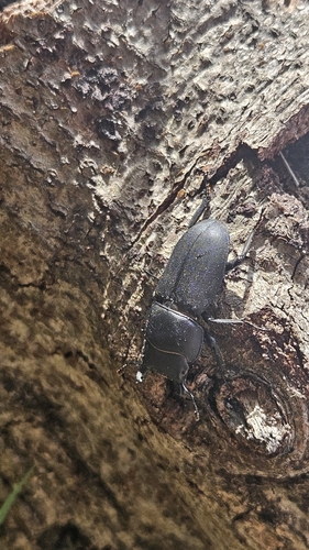 Lesser Stag Beetle
