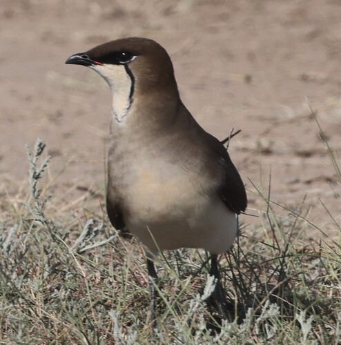 iNaturalist image