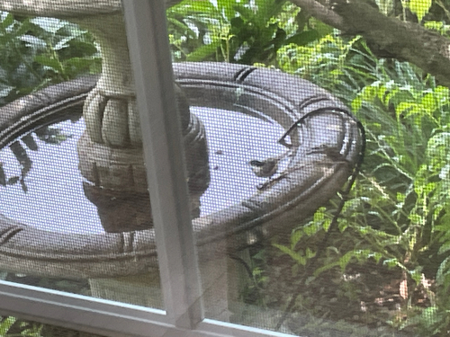Black-capped Chickadee