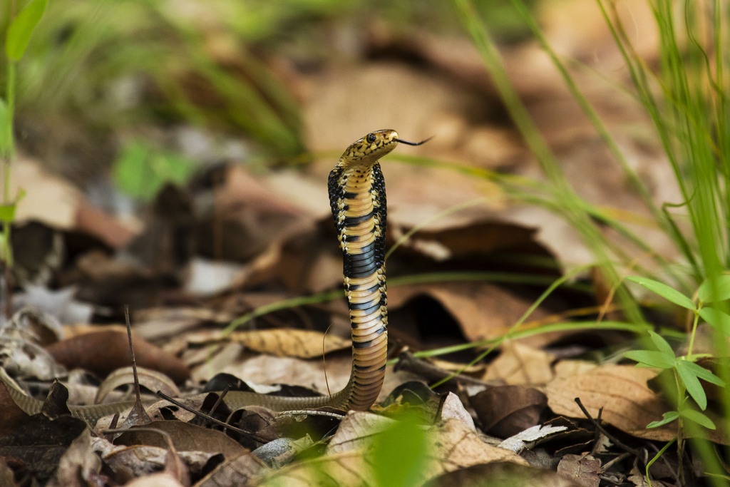 Mozambique Spitting Cobra