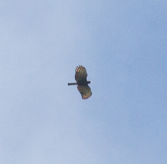 Spizaetus tyrannus