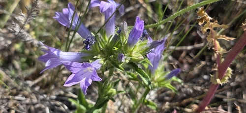 Campanula lingulata, photograph 4