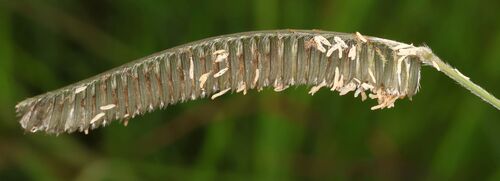 Harpochloa falx, photograph 3