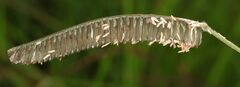 Harpochloa falx, photograph (c) Alan Manson, some rights reserved (CC BY)