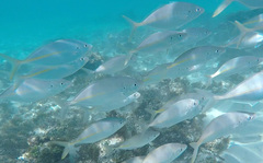 Pseudocaranx dentex