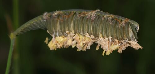 Harpochloa falx, photograph 6