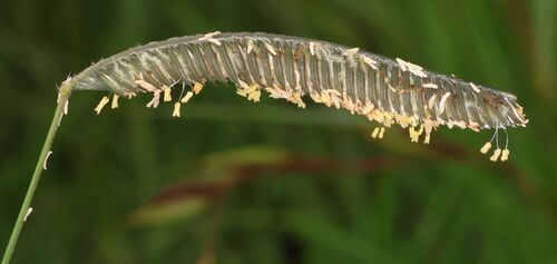 Harpochloa falx, photograph 4