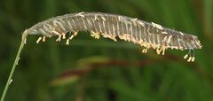 Harpochloa falx, photograph (c) Alan Manson, some rights reserved (CC BY)
