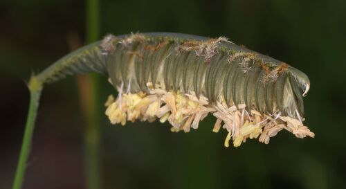 Harpochloa falx, photograph 5