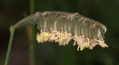 Harpochloa falx, photograph (c) Alan Manson, some rights reserved (CC BY)