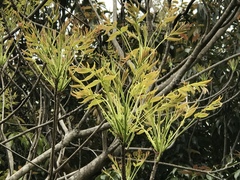 Toxicodendron succedaneum