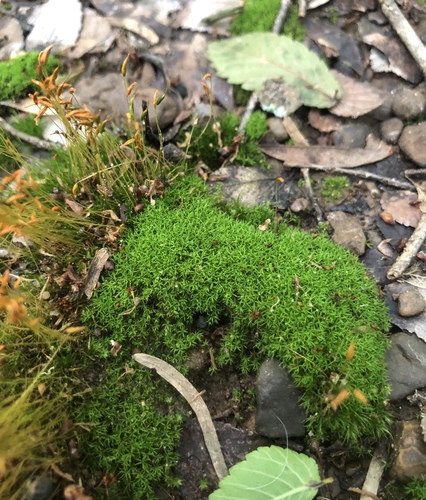 Tortella humilis