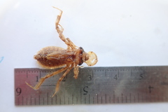 Cordulia shurtleffii