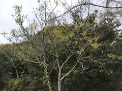 Toxicodendron succedaneum
