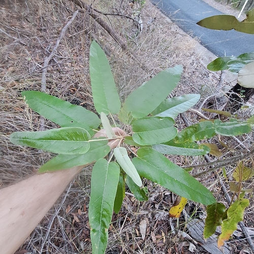 Astrotricha intermedia (Astrotricha intermedia)