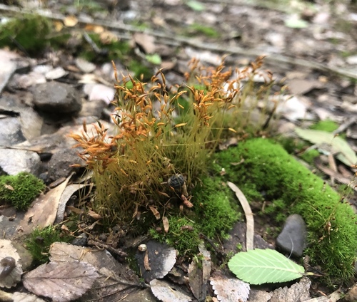 Tortella humilis