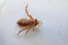 Cordulia shurtleffii