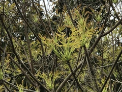 Toxicodendron succedaneum