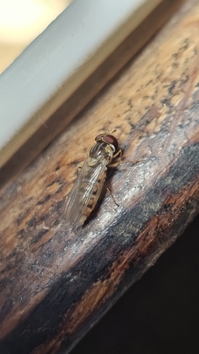 Marmalade Hover Fly
