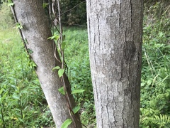 Toxicodendron succedaneum