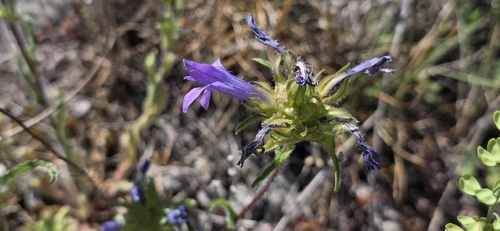 Campanula lingulata, photograph 5