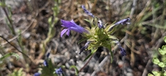 Campanula lingulata, photograph (c) Barry Stewart, some rights reserved (CC BY)