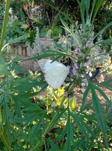 Great Southern White