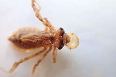 Cordulia shurtleffii