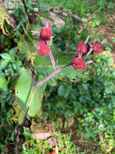 Canna indica observed 2026-05-31