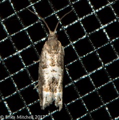 Olethreutes fasciatana