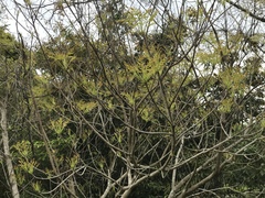 Toxicodendron succedaneum