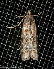Sciota subcaesiella