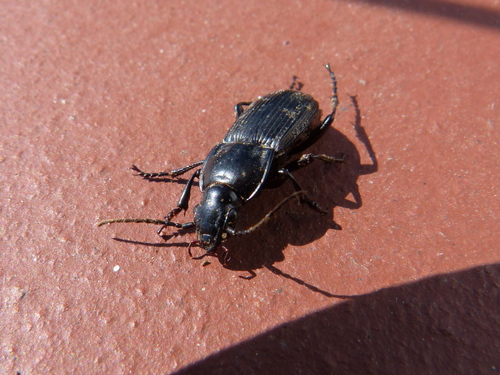 Abax contractus