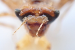 Cordulia shurtleffii