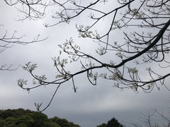 Toxicodendron succedaneum