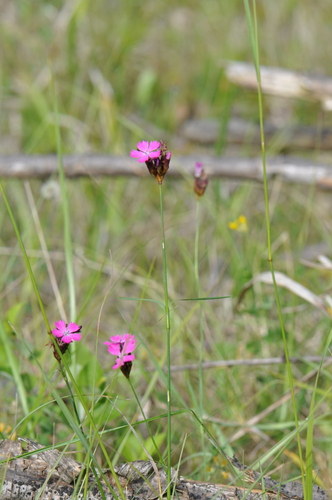 Carthusian Pink