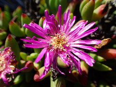 Esterhuysenia inclaudens