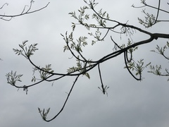 Toxicodendron succedaneum