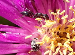 Crematogaster orobia