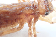 Cordulia shurtleffii