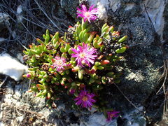 Esterhuysenia inclaudens