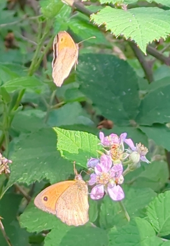 Meadow Brown