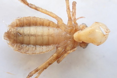 Cordulia shurtleffii