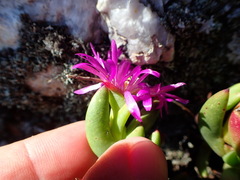 Esterhuysenia inclaudens