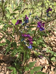 Lathyrus vernus