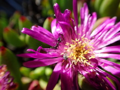 Esterhuysenia inclaudens