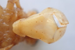 Cordulia shurtleffii