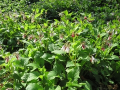 Symphytum × hidcotense