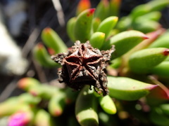 Esterhuysenia inclaudens